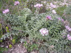 Psephellus declinatus