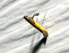 Caloptilia azaleella