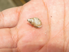 Bulimulus tenuissimus