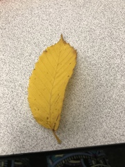 Magnoliopsida