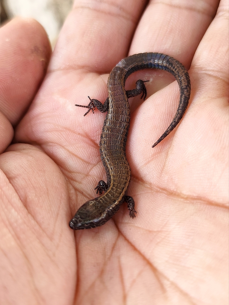 Colobosauroides cearensis