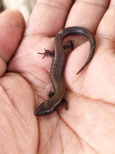 Colobosauroides cearensis