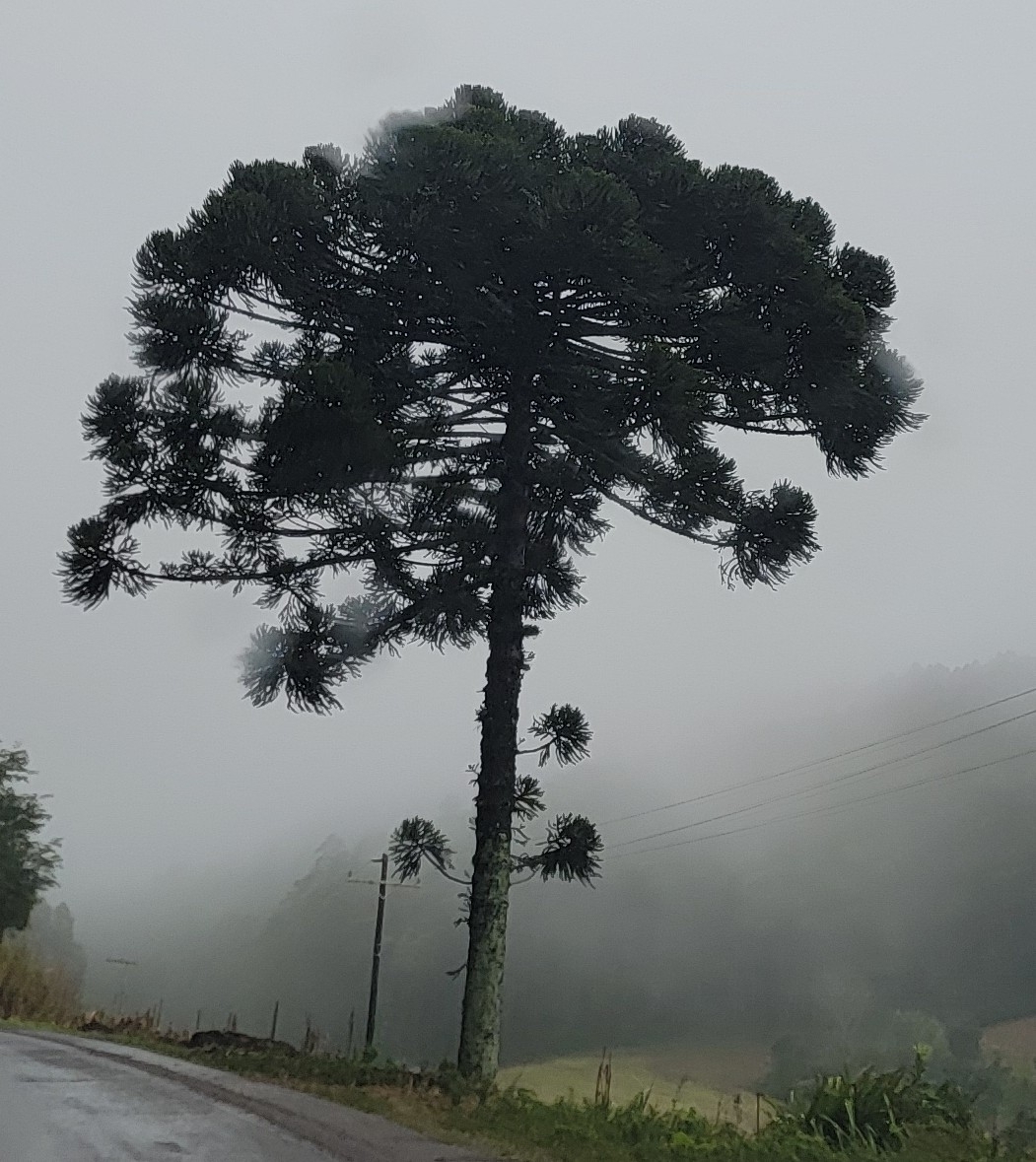 Araucaria angustifolia