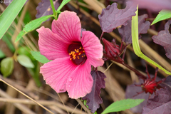 Hibiscus acetosella