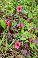 Hibiscus acetosella
