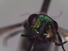 Chrysididae