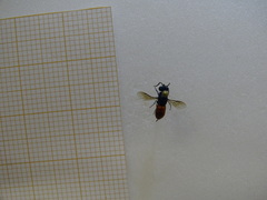 Chrysididae