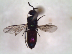 Chrysididae
