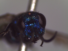 Chrysididae