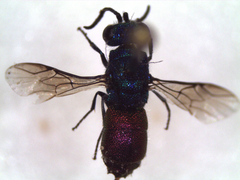 Chrysididae