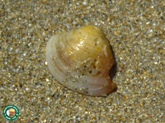 Anomalocardia flexuosa