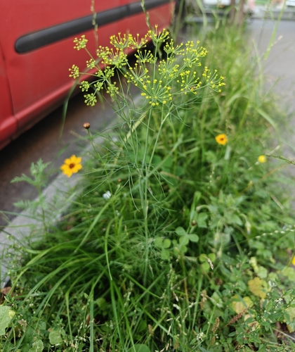 Наблюдение на iNaturalist