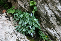 Omphalodes rupestris lojkae