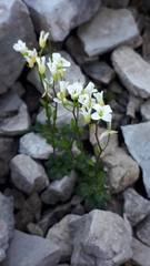 Arabis pumila