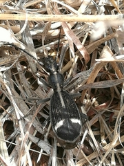 Cypholoba graphipteroides