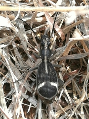 Cypholoba graphipteroides