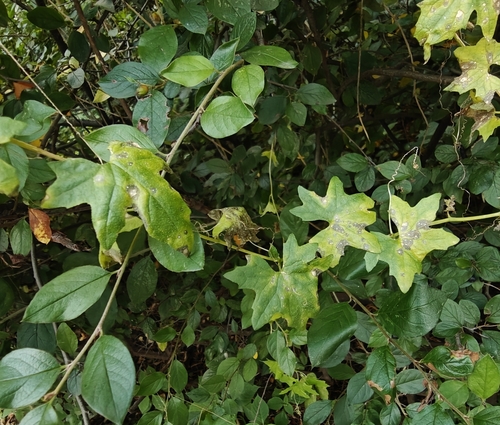 Наблюдение на iNaturalist