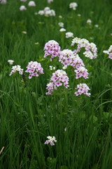 Cardamine raphanifolia acris