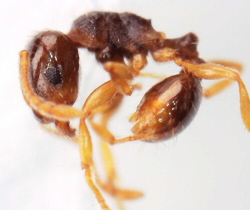 Tetramorium kephalosiTetramorium kephalosi