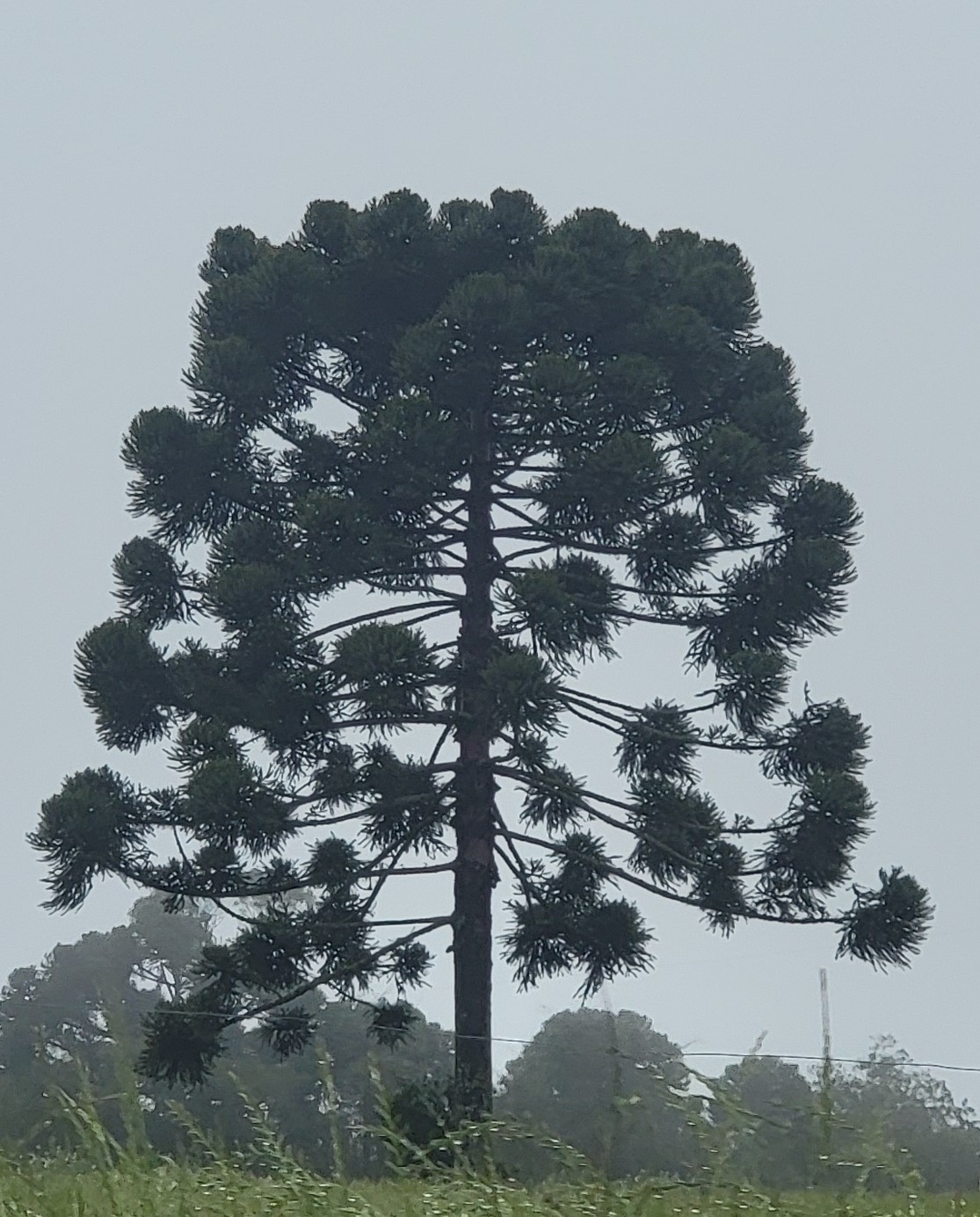 Araucaria angustifolia