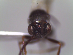 Figitidae