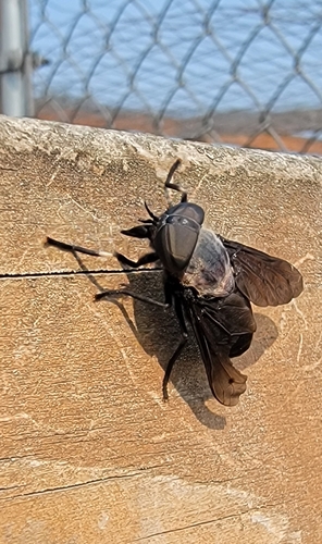 Unknown species found near Duvall, WA 98019, USA