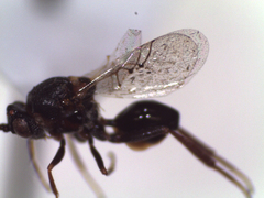 Figitidae