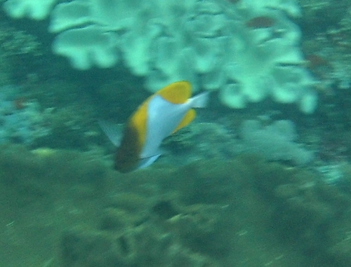 Pyramid Butterflyfish