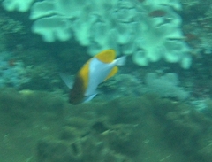 Pyramid Butterflyfish