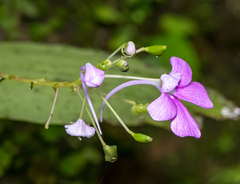 Impatiens acaulis