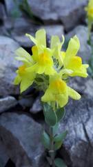 Linaria tonzigii