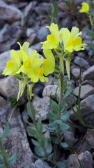 Linaria tonzigii