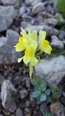 Linaria tonzigii