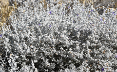 Leucophyllum candidum