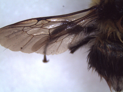 Bombus hortorum