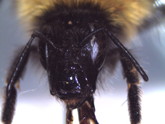 Bombus hortorum