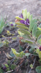 Psoralea imbricata