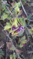 Psoralea imbricata