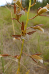Eulophia tristis