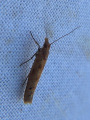 Ypsolopha ustella