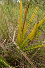 Eulophia tristis