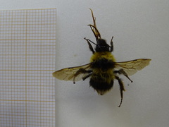 Bombus hortorum
