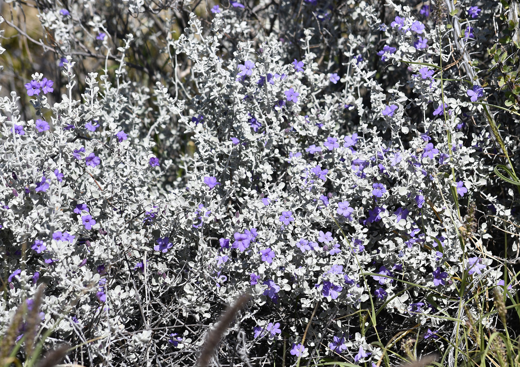 Boquillas Silverleaf from Brewster County, TX, USA on October 30, 2019 ...