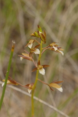 Eulophia tristis