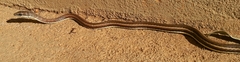Psammophis subtaeniatus