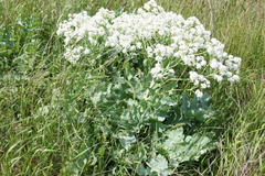 Crambe steveniana