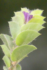 Psoralea imbricata