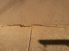 Psammophis subtaeniatus