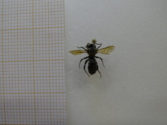 Osmia latreillei