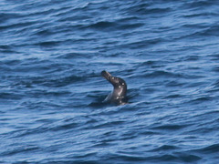 Arctocephalus townsendi